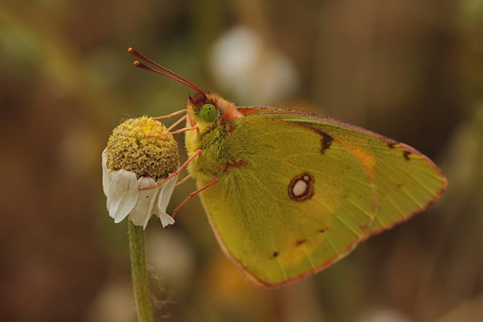 Colias crocea